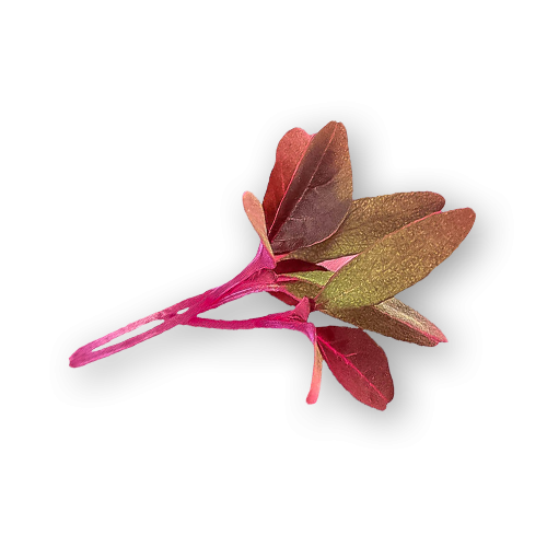 Micro Amaranth